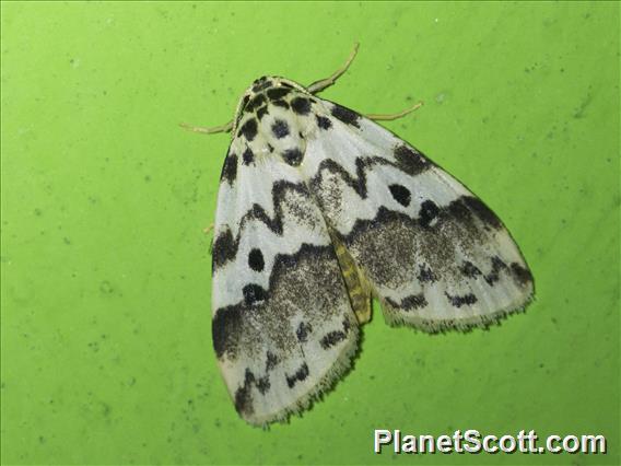 Nudariina Moth (Cyana nigroplagata)