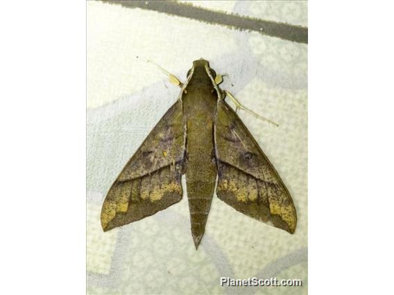 Hunter Hawkmoth (Theretra celata)