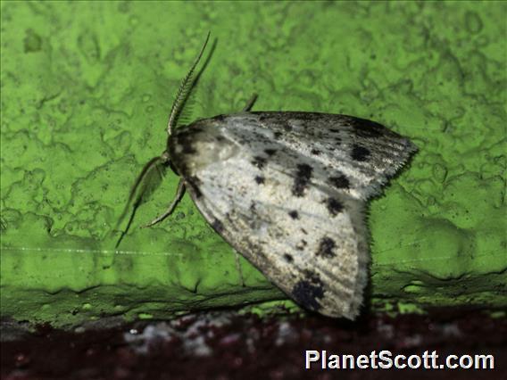 Roeseliidina Moth (Manoba punctatissima)