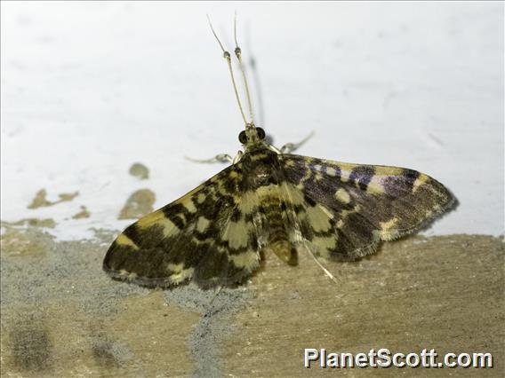 Pyralid Snout Moth (Pyralidae sp)