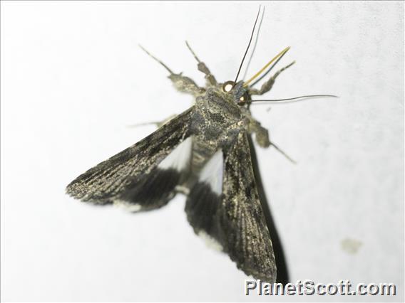 Cutworm Moth (Noctuidae sp)