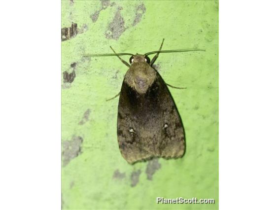 Cutworm Moth (Noctuidae sp)