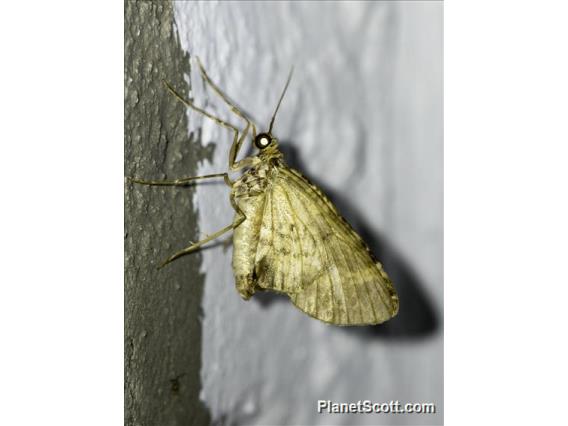 Geometer Moth (Geometridae sp)