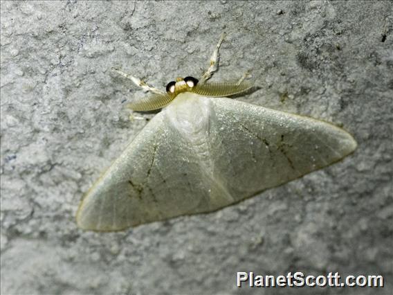 Arctornithini Moth (Arctornithini sp)