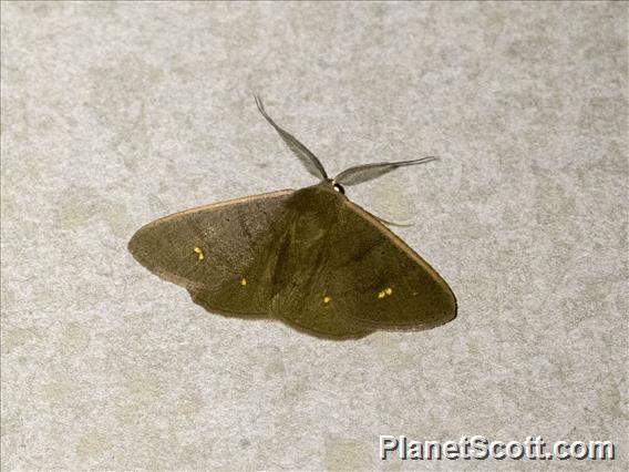 Ennominae Moth (Casbia sp)