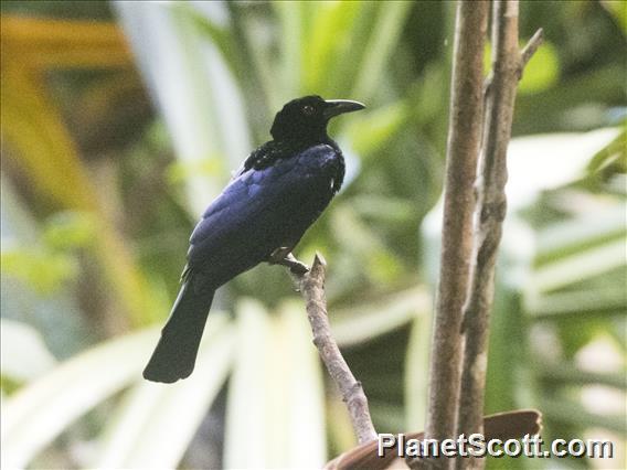 Crinkle-collared Manucode (Manucodia chalybatus )