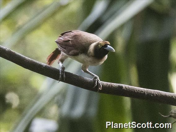 Lesser Bird-of-Paradise (Paradisaea minor)