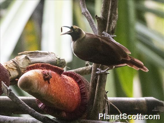 Lesser Bird-of-Paradise (Paradisaea minor)