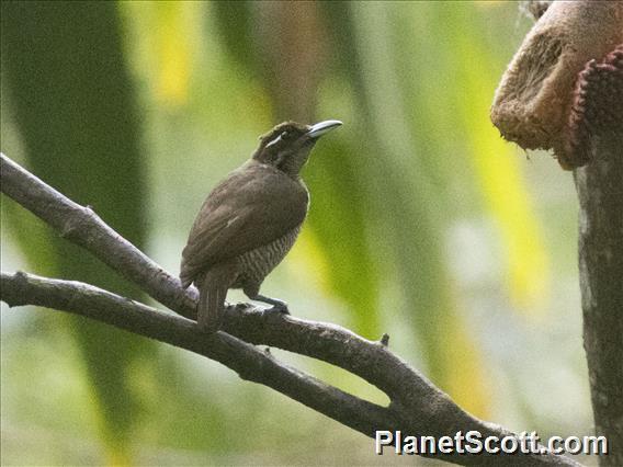 Magnificent Bird-of-Paradise (Diphyllodes magnificus) - Female