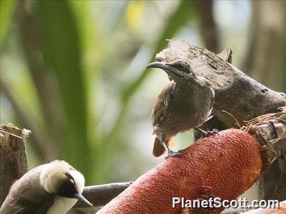 Magnificent Riflebird (Ptiloris magnificus) - Female