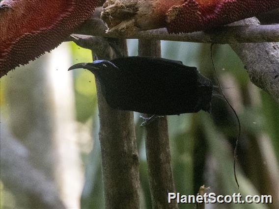 Magnificent Riflebird (Ptiloris magnificus) - Male