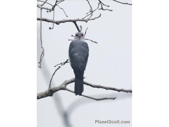 Gray-headed Goshawk (Accipiter poliocephalus)