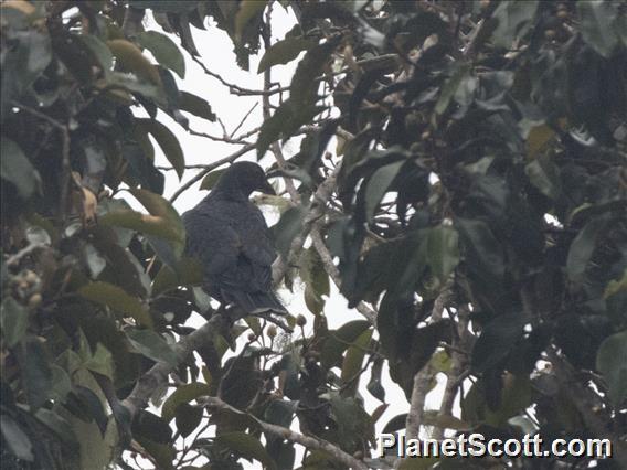 Papuan Mountain-Pigeon (Gymnophaps albertisii)