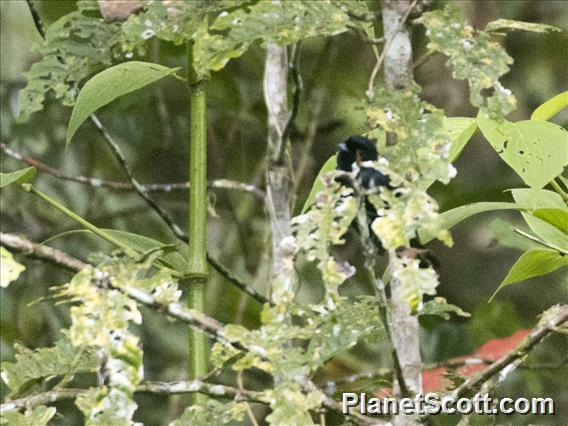 Black Berrypecker (Melanocharis nigra)