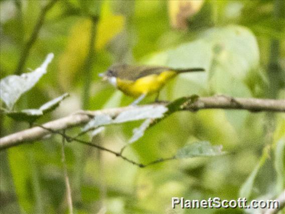 Vogelkop Whistler (Pachycephala meyeri)