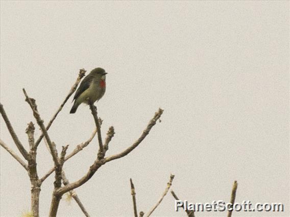 Olive-crowned Flowerpecker (Dicaeum pectorale) - Male