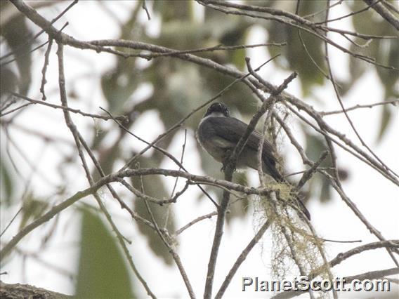 Northern Fantail (Rhipidura rufiventris)