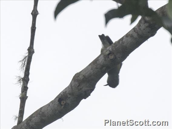 Papuan Treecreeper (Cormobates placens)