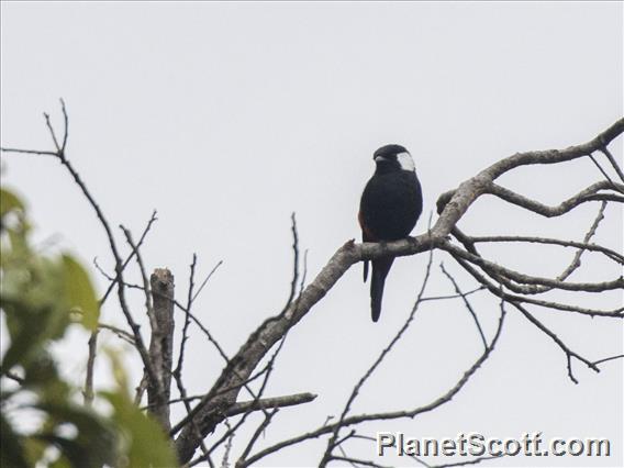 Mountain Peltops (Peltops montanus)