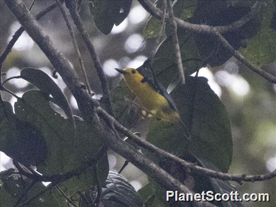 Goldenface (Pachycare flavogriseum)