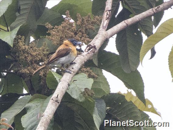 Frilled Monarch (Arses telescopthalmus)