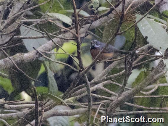 Chestnut-bellied Fantail (Rhipidura hyperythra)