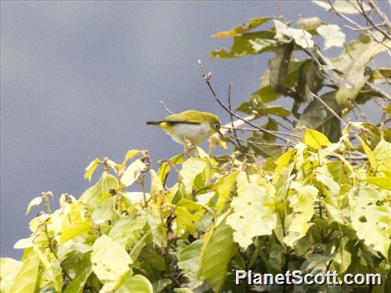 Black-fronted White-eye (Zosterops minor)