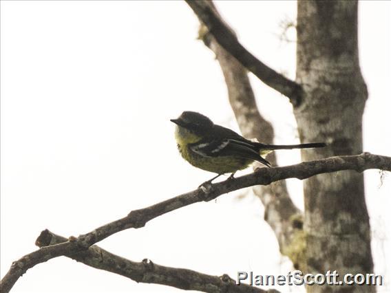 Black-breasted Boatbill (Machaerirhynchus nigripectus)