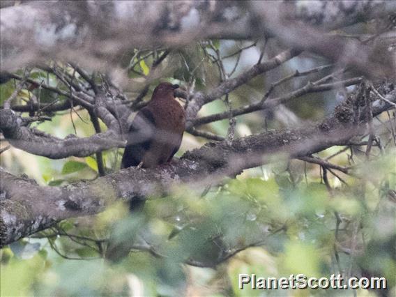 Black-billed Cuckoo-Dove (Macropygia nigrirostris)