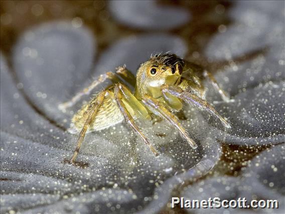 Jumping Spider (Salticidae sp)