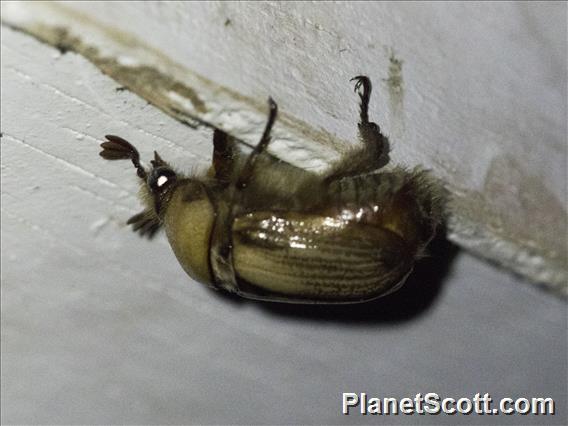 Shining Leaf Chafer (Rutelinae sp)