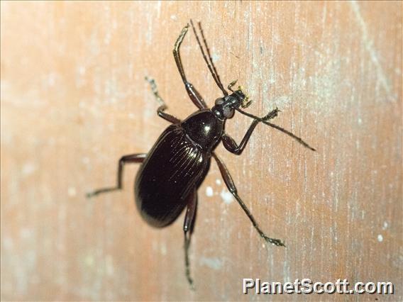 Darkling Beetle (Alleculina sp)