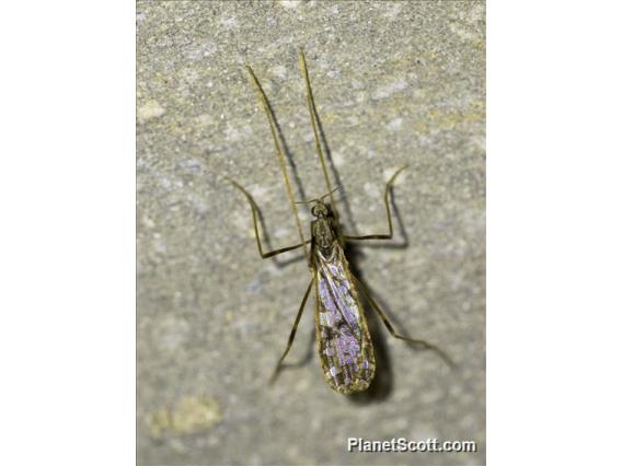 Limoniid Crane Fly (Limoniidae sp)