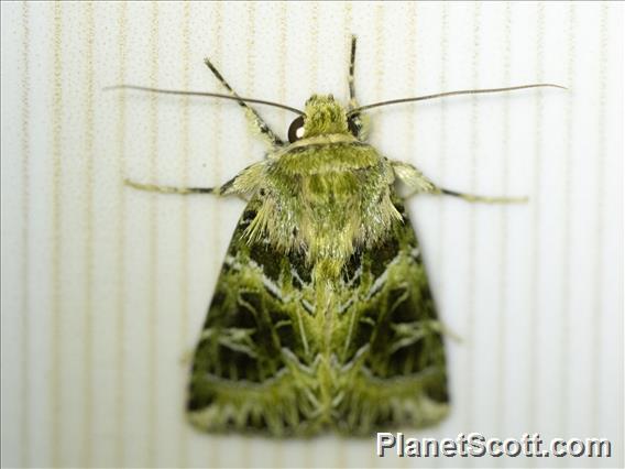 Cutworm Moth (Noctuinae sp)