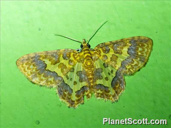 Geometer Moth (Geometridae sp)