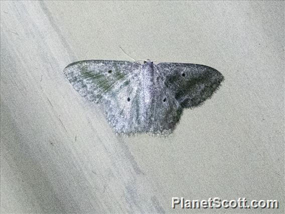 Emerald Moth (Maxates spumata)