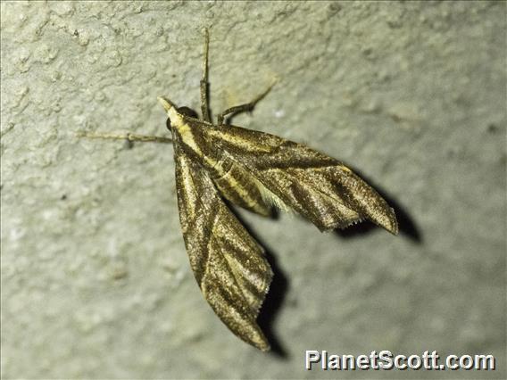 Carpet Moth (Larentiinae sp)