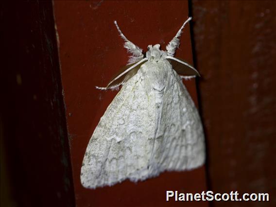 Tussock Moth (Dura sp)