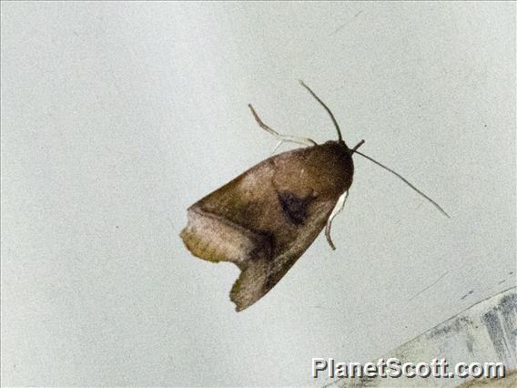 Tufted Moth (Chora sp)