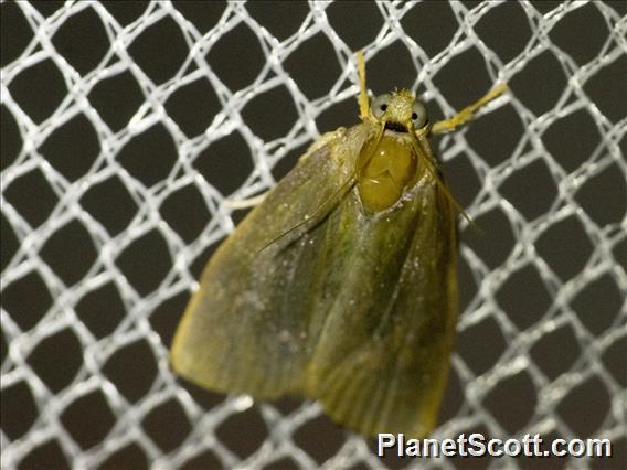 Immidae Butterfly (Immidae sp)