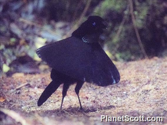 Western Parotia (Parotia sefilata)