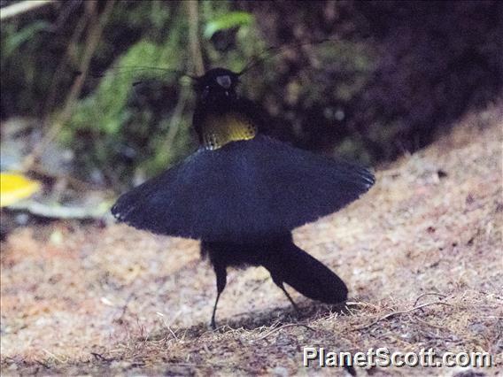 Western Parotia (Parotia sefilata)