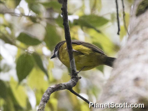 Sclater's Whistler (Pachycephala soror)