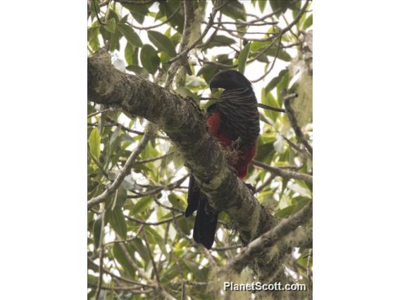 Pesquet's Parrot (Psittrichas fulgidus)