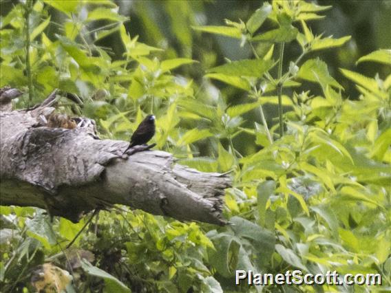 Streak-headed Munia (Mayrimunia tristissima)