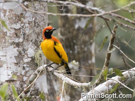 Masked Bowerbird (Sericulus aureus)