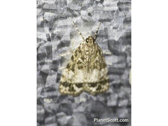 Pyraloid Moth (Pyraloidia sp)