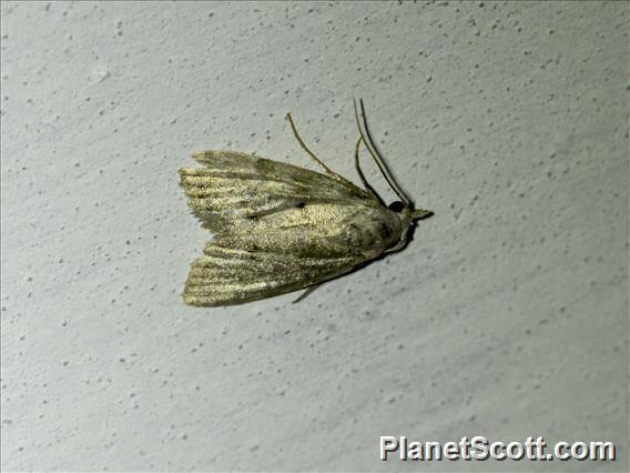 Tufted Moth (Nolinae sp)