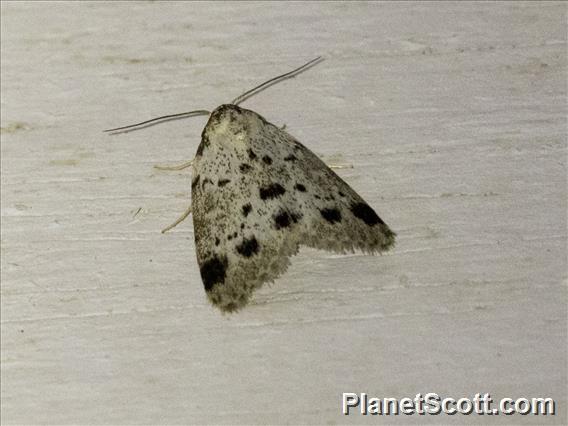 Roeseliidina Moth (Manoba punctatissima)  ssp barbara