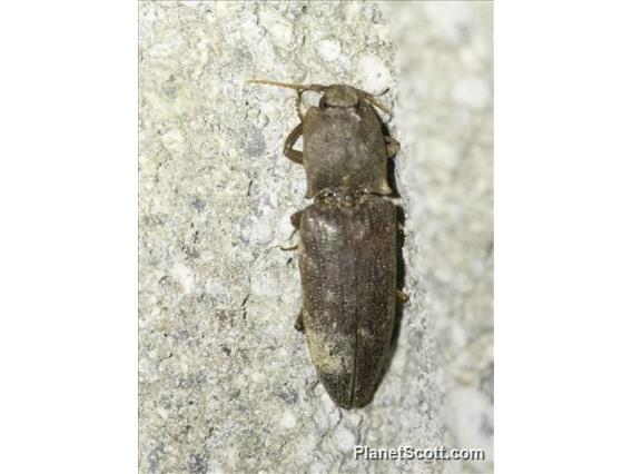 Click Beetle (Agrypnus sp)